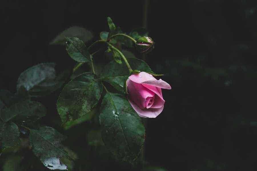 O Moschino Toy 2 é Tudo Isso?