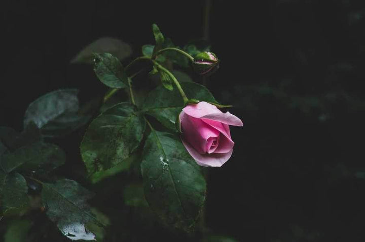 O Moschino Toy 2 é Tudo Isso?